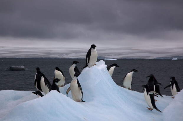 Антарктида Любой список самых пустынных мест планеты должен включать Антарктиду. Огромный континент, где люди пытаются, но никак не могут закрепиться. Некоторые районы материка настолько мертвы, что лишены даже бактерий. Другие же вполне обитаемы — пингвины, к примеру, с удовольствием проводят время, развлекаясь на бескрайних просторах Антарктиды.
