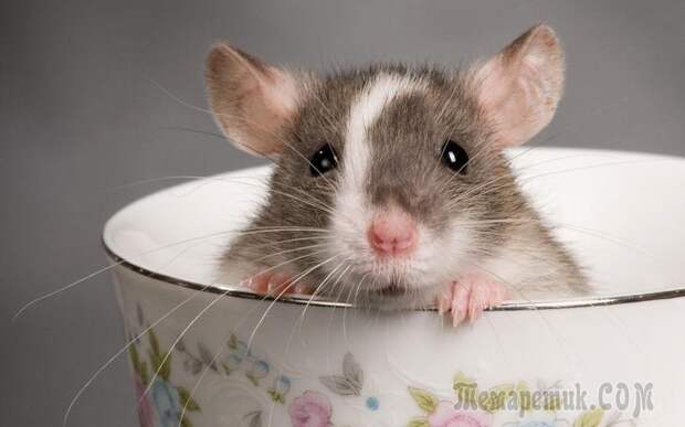 самые умные животные в мире топ 10 - крысы