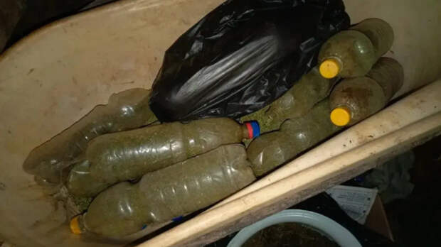 Жителю Алтая грозит до десяти лет за девять килограммов конопли, найденной у него дома