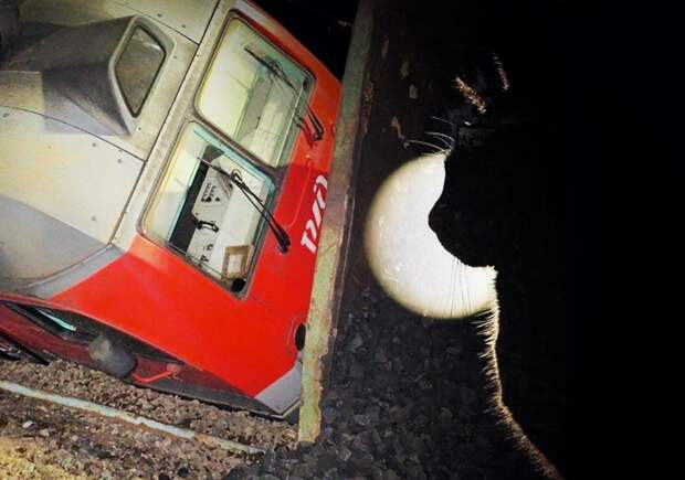 Горькие палочки Твикса. Проводник-зацепер, ворованная солярка с батареями и зооскандалы — дайджест апрельских ЧП на сети РЖД