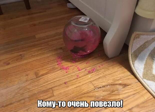 Подборка картинок. Дневной выпуск (25 фото)