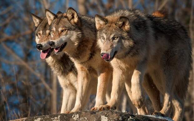 На территории Ольхонского района волки массово нападают на скот