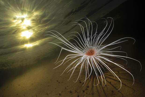 17 фотографий победителей фотоконкурса Underwater Photographer of the Year