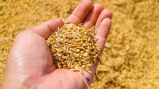 В Ростове онлайн-магазины продавали семена несуществующих сортов помидоров и огурцов