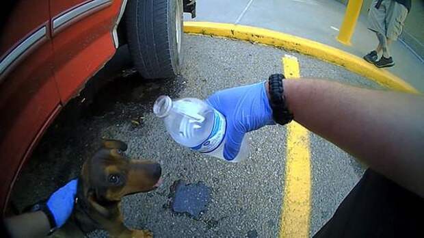 Полицейские спасли щенка висевшего на поводке за окном машины