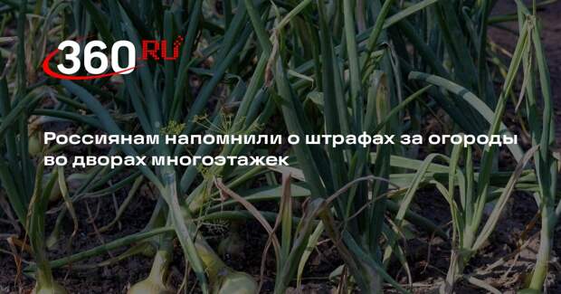 Юрист Пачулия: за разведение огорода во дворе многоэтажек грозит штраф