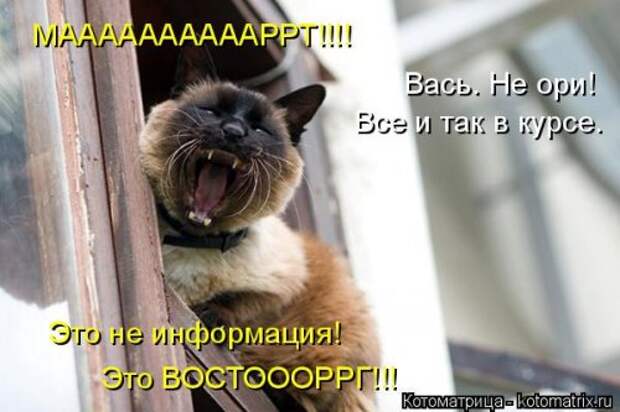Новая котоматрица для всех! (34 фото)