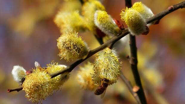 Весна шагает по планете, а мы опять сидим в инете!!! Представляем прогноз на 2 марта в Туле