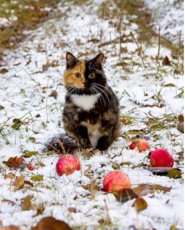 Зимняя прогулка Причуды природы, гены, кошка, мутации
