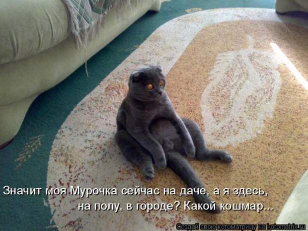 Лучшие котоматрицы недели (51 фото)