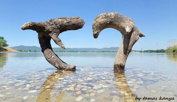 Скульптуры из коряг, выброшенных на берег
