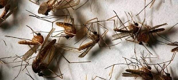 Чтобы высосать из тела человека всю кровь, потребуется 1 200 000 комаров, которые будут сосать ее одновременно