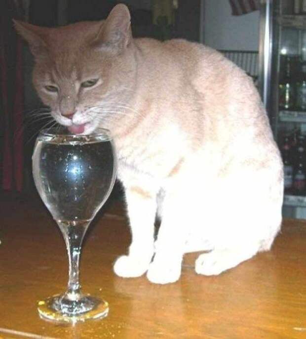 8 Жизней