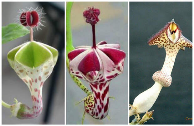 Церопегия (лат. Ceropegia) — род цветковых растений, относящийся семейству Кутровые (Apocynaceae). В природе распространены в тропических регионах Африки и Азии. красота, особенные, природа, растения, флора, цветы