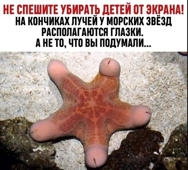 13. Наша любимая рубрика "В мире животных" 13. Наша любимая рубрика "В мире животных"