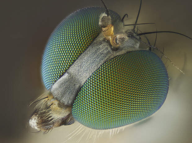 Глаза длинноногой мухи макросъёмка, насекомые, фотограф