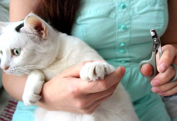Уральские депутаты поддержали законопроект о запрете «мягких лапок» у котиков