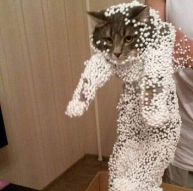 Коты попавшие в непростую жизненную ситуацию кот, подборка, фото