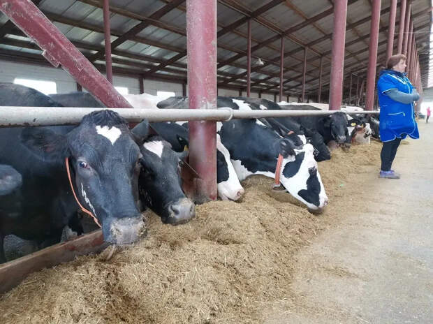 В Новосибирской области в полном объёме выплатили компенсации за потерю скота в результате изъятия