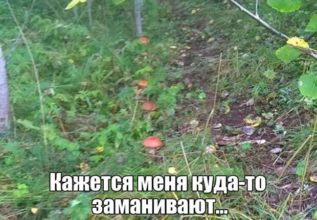 Смешные и ржачные картинки с надписями со смыслом (11 фото)