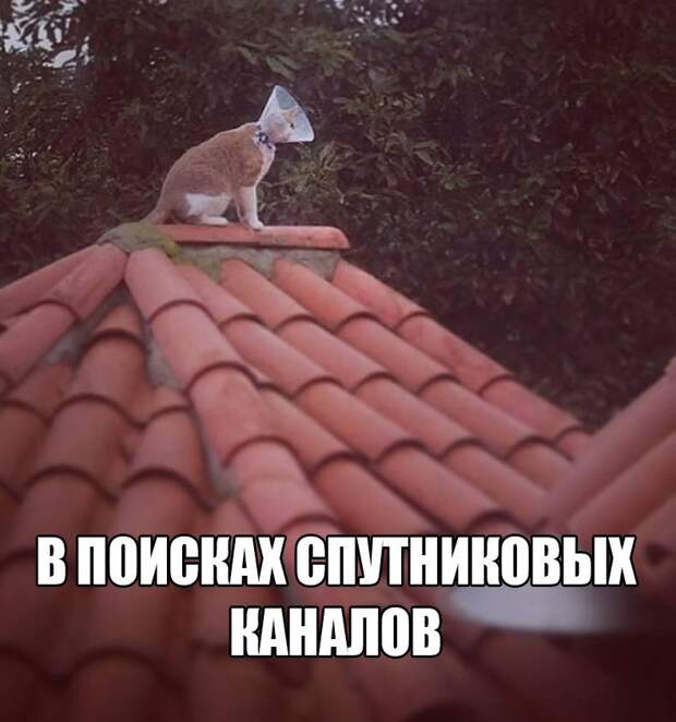 Смешные картинки с надписями