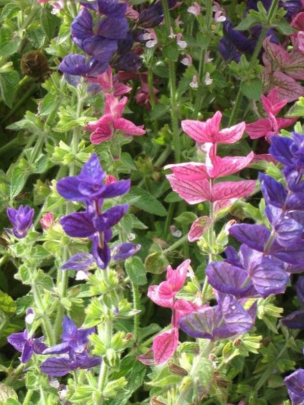 Salvia  viridis