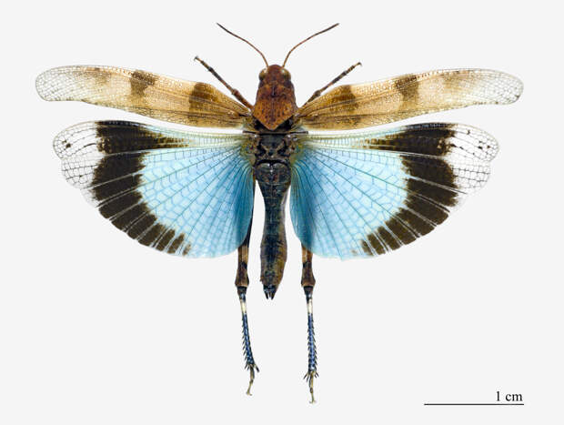 Oedipoda_caerulescens_MHNT.jpg