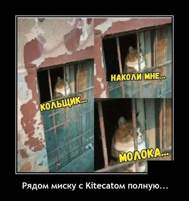 demotivatory-demotivator-smeshnye-demotivatory-demotivator-so-smyslom