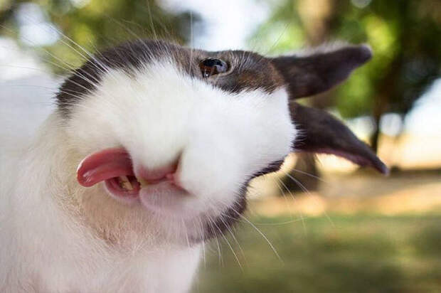 33. Кролики тоже любят подурачиться животные, смех, фотография