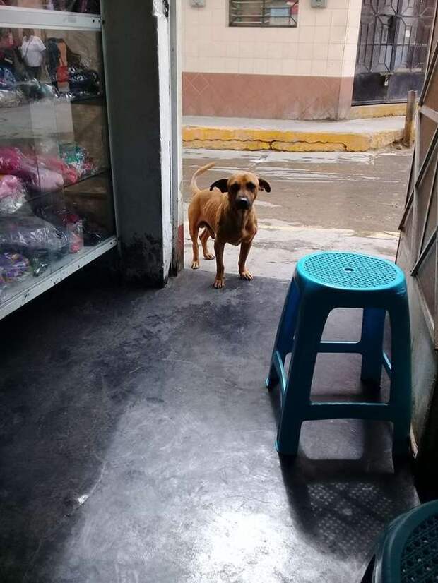 собака в дверях