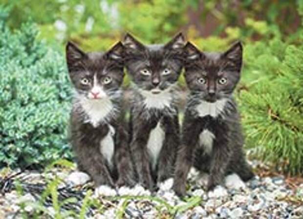 Молчание котят Молчание котят