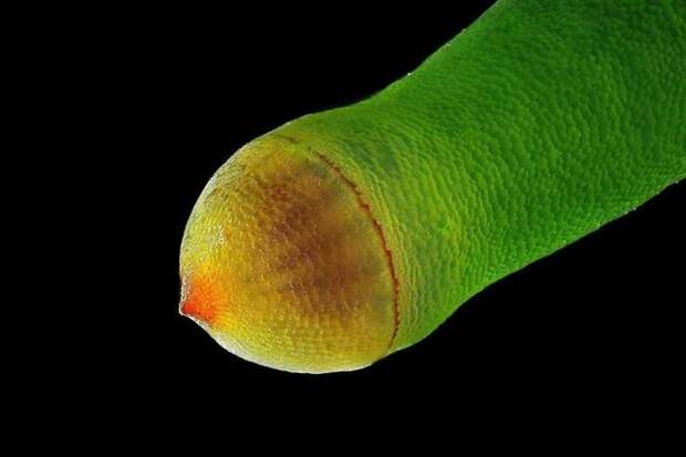 Spore Capsule Of A Moss