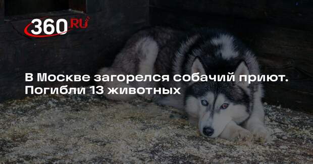 РЕН ТВ: в Москве при пожаре в приюте сгорели 13 собак, пострадал один человек