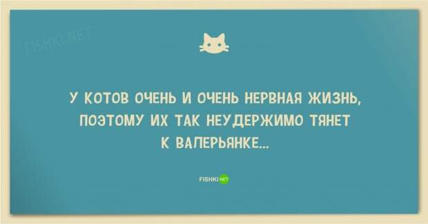 25 смешных анекдотов про кошек и котов