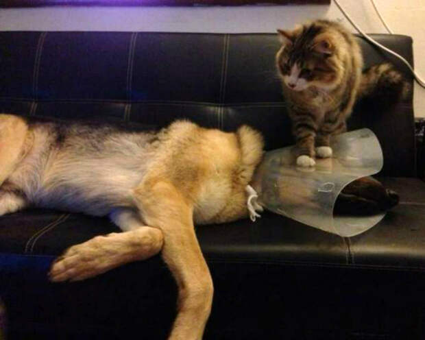 Котик использует ситуацию по-полной. Котик использует ситуацию по-полной.