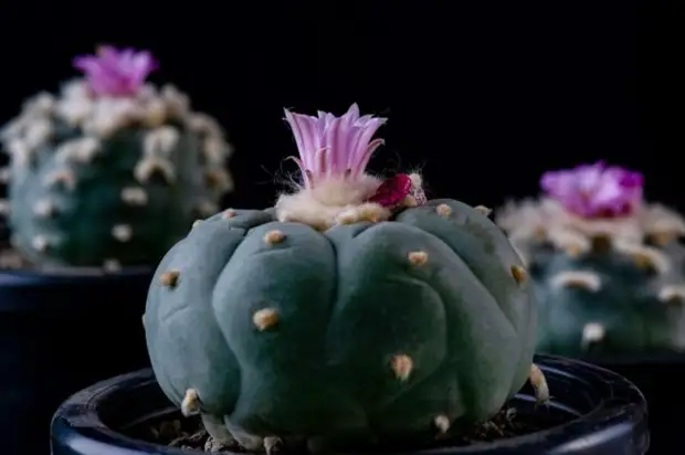 Удивительные кактусы: 12 неприхотливых экзотов для комнатного сада