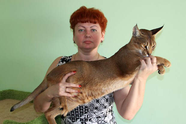 Эксперт-фелинолог Инна Домбровская занимается кошками 23 года