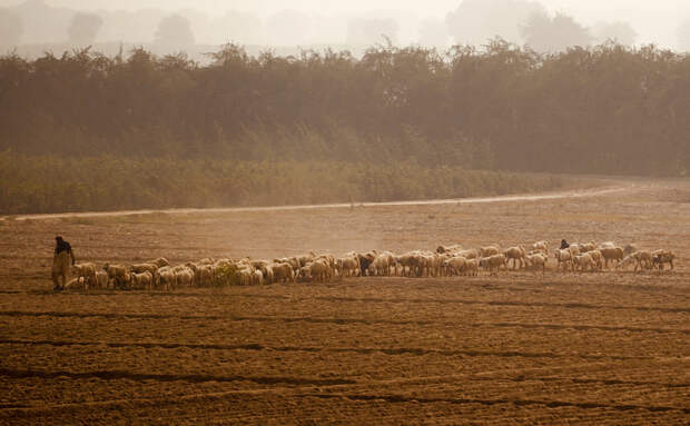 Lone Shepherd by Ahmed Shah on 500px.com