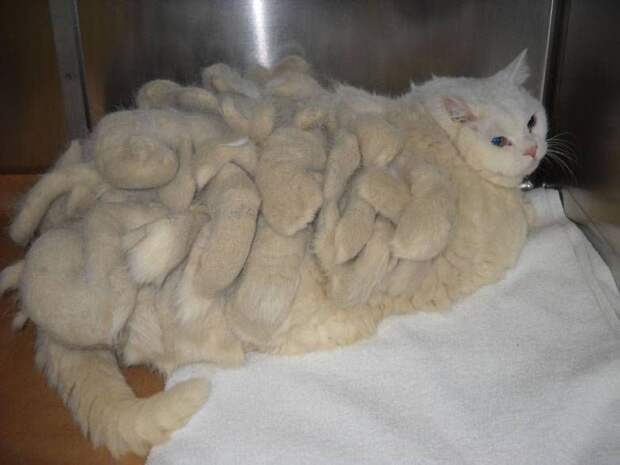 Удивительный процесс почкования кота!