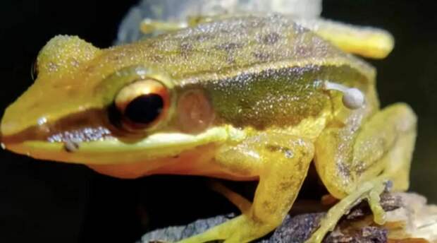 Ученые обеспокоены неожиданной находкой лягушки, у которой из лапки пророс маленький гриб