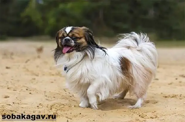 Тибетский спаниель собака. Описание, особенности, уход и цена породы
