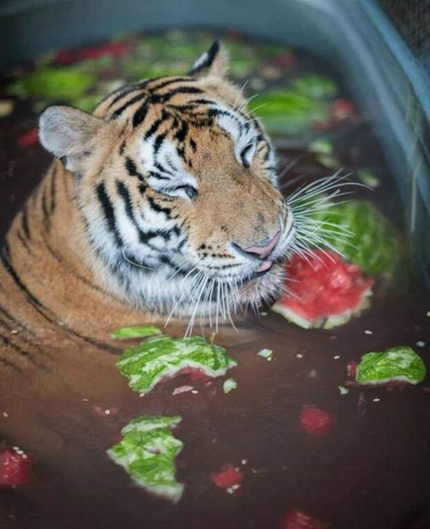 История спасения больного тигра из цирка