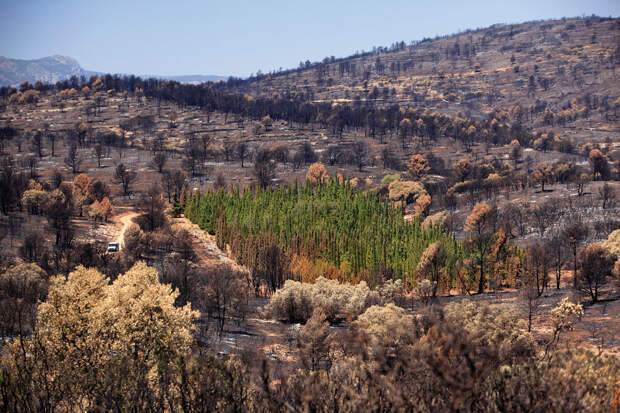 ботаники гадают над тайной устойчивых к пожарам деревьев