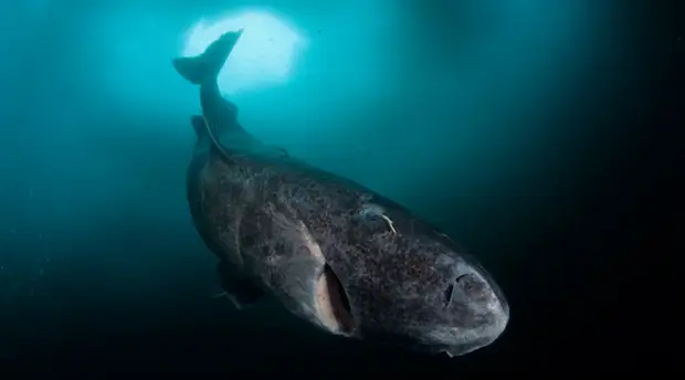 Гренландская акула 300 лет В среднем гренландские акулы доживают до двухсот лет, но попадаются и экземпляры, разменявшие уже третий век. Они живут так долго, потому что растут медленно &mdash; примерно по сантиметру в год, а зрелости достигают только к своему столетию. Неплохое детство!