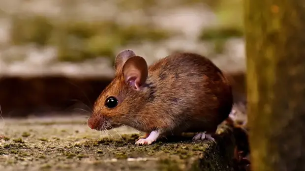 Роспотребнадзор рассказал о ситуации с мышиной лихорадкой в России