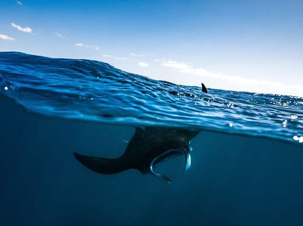 mayotte-manta-ray_95333_990x742