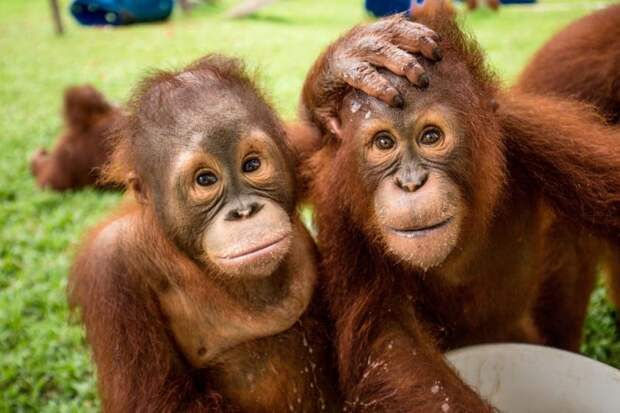 Два орангутанга с трудной судьбой стали лучшими друзьями видео, дикая природа, дикие животные, забавно, забавные животные, мило, обезьяны