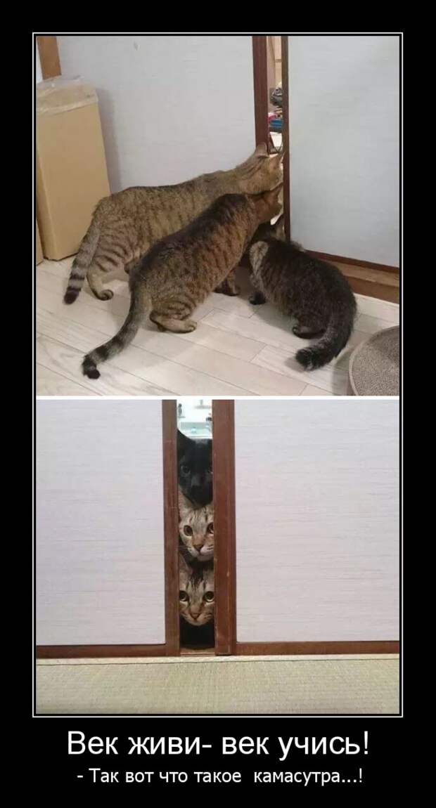 Кошек смешные до слез с надписями
