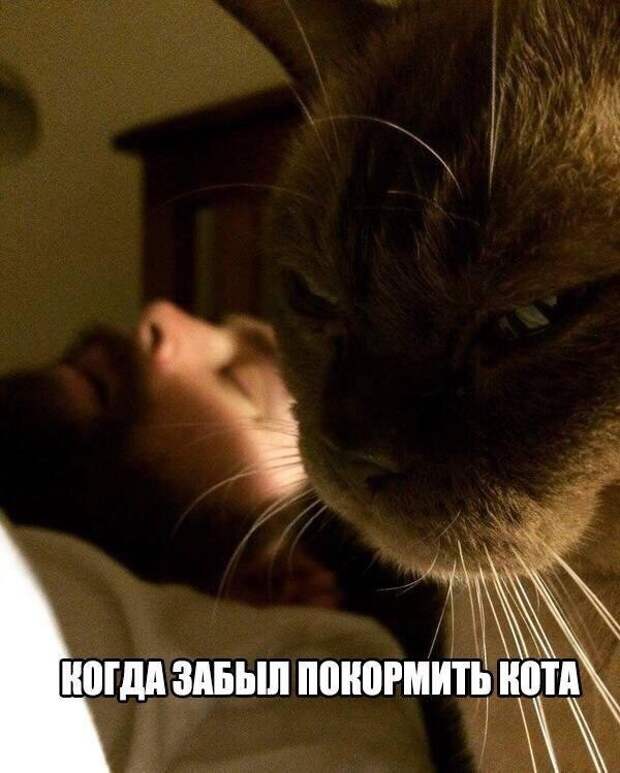 Смешные картинки с надписями прикол, юмор