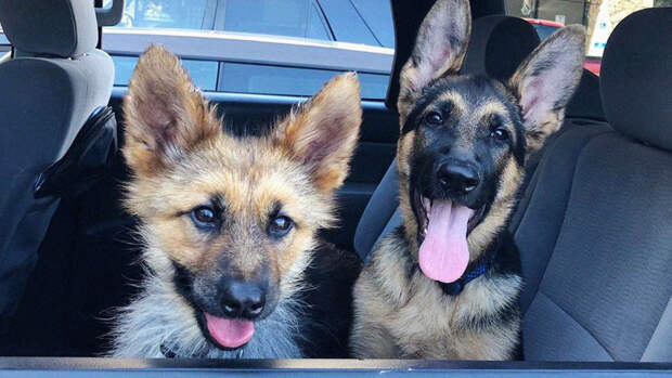 Житель Подмосковья, который погубил чужую собаку, спасая свою, заплатит 25 тысяч